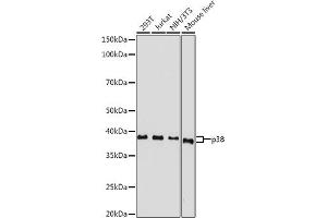Western blot analysis of extracts of various cell lines, using p38 MAPK antibody (ABIN7268615) at 1:500 dilution. (MAPK14 抗体  (AA 1-360))