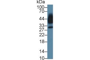 Western blot analysis of Human Saliva, using Mouse KLK13 Antibody (1 µg/ml) and HRP-conjugated Goat Anti-Rabbit antibody ( (Kallikrein 13 抗体  (AA 25-261))