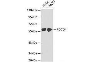 Western blot analysis of extracts of various cell lines using PDCD4 Polyclonal Antibody. (PDCD4 抗体)