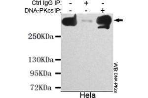 Immunoprecipitation analysis of Hela cell lysate using DNA-PKcs mouse mAb. (PRKDC 抗体)