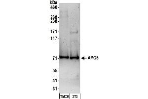 Western Blotting (WB) image for anti-Anaphase Promoting Complex Subunit 5 (ANAPC5) (C-Term) antibody (ABIN7451561)
