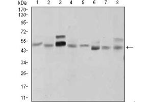 Western blot analysis using SHH antibody against LNCaP (1), HepG2 (2), PANC-1 (3),HeLa (4), SK-N-SH (5), F9 (6), NIH3T3 (7), and COS7 (8) cell lysate.