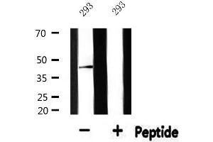 Western blot analysis of extracts from 293, using NFYA Antibody. (NFYA 抗体  (C-Term))