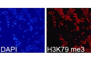 Immunofluorescence analysis of 293T cells using TriMethyl-Histone H3-K79 antibody.