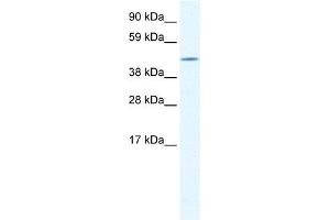 WB Suggested Anti-CREB3L1 Antibody Titration:  1. (CREB3L1 抗体  (N-Term))