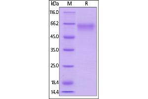 Mouse CD27, Mouse IgG2a Fc Tag, low endotoxin on  under reducing (R) condition.