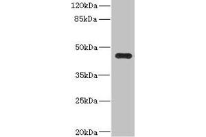 Western blot All lanes: Ren2 antibody at 2 μg/mL + MCF-7 whole cell lysate Secondary Goat polyclonal to rabbit IgG at 1/10000 dilution Predicted band size: 45 kDa Observed band size: 45 kDa (Renin-2 抗体  (AA 64-351))