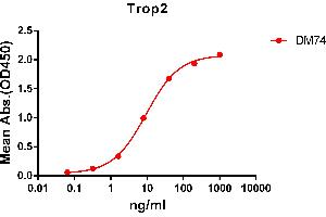 ELISA plate pre-coated by 2 μg/mL (100 μL/well) Human Trop2 protein, mFc-His tagged protein ABIN6961178, ABIN7042385 and ABIN7042386 can bind Rabbit anti-Trop2 monoclonal antibody  (clone: DM74) in a linear range of 1-100 ng/mL. (TACSTD2 抗体  (AA 27-274))