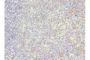 Immunohistochemistry of paraffin-embedded human tonsil tissue using ABIN7172390 at dilution of 1:100 (GATA3 抗体  (AA 1-260))