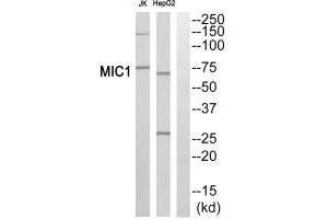 Western blot analysis of extracts from Jurkat cells and HepG2 cells, using MIC1 antibody. (xpr1 抗体  (C-Term))