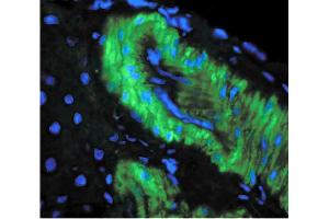 Image no. 3 for anti-Nitrotyrosine antibody (ABIN361658)