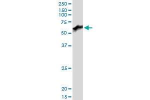 PRUNE MaxPab polyclonal antibody. (PRUNE 抗体  (AA 1-453))