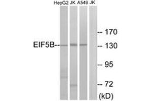 Western blot analysis of extracts from Jurkat/HepG2/A549 cells, using EIF5B Antibody. (EIF5B 抗体  (AA 1051-1100))