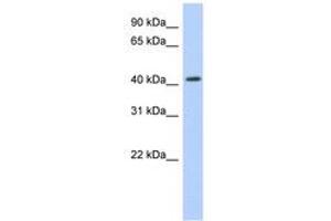 Image no. 1 for anti-Nuclear Receptor Subfamily 1, Group H, Member 2 (NR1H2) (AA 323-372) antibody (ABIN6742387) (NR1H2 抗体  (AA 323-372))