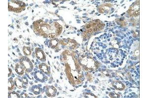 Image no. 1 for anti-Tripartite Motif Containing 59 (TRIM59) (AA 251-300) antibody (ABIN203537) (TRIM59 抗体  (AA 251-300))