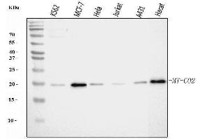 Western blot analysis of MT-CO2 using anti-MT-CO2 antibody (ABIN7599081). (COX2 抗体  (AA 1-205))