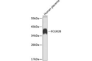 Western blot analysis of extracts of human placenta, using FCGR2B antibody  at 1:1000 dilution.