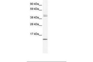 Image no. 2 for anti-Ts Translation Elongation Factor, Mitochondrial (TSFM) (AA 76-125) antibody (ABIN6735975) (TSFM 抗体  (AA 76-125))