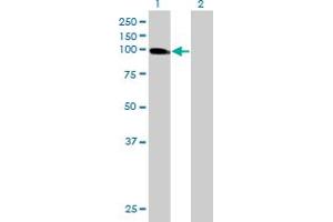 Western Blot analysis of USP13 expression in transfected 293T cell line by USP13 MaxPab polyclonal antibody. (USP13 抗体  (AA 1-863))