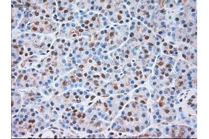 Immunohistochemical staining of paraffin-embedded liver tissue using anti-SIGLEC9mouse monoclonal antibody. (SIGLEC9 抗体)