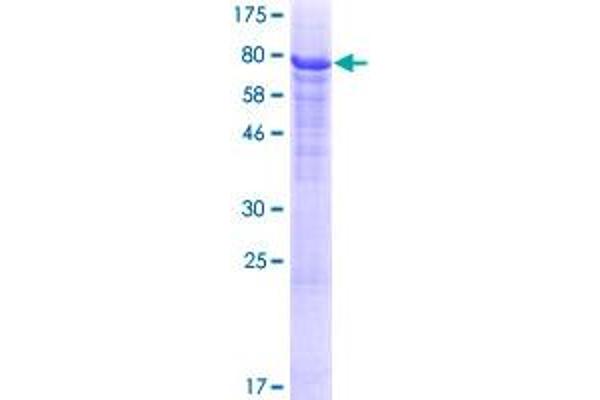 HERPUD2 Protein (AA 1-406) (GST tag)