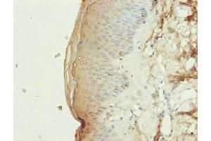 Immunohistochemistry of paraffin-embedded human skin tissue using ABIN7163341 at dilution of 1:100 (Phospholipase D4 抗体  (AA 52-506))