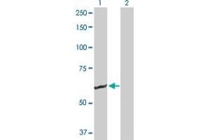 Western Blot analysis of GK2 expression in transfected 293T cell line by GK2 MaxPab polyclonal antibody. (GK2 抗体  (AA 1-553))