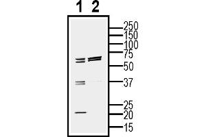 Western blot analysis of mouse  cell line lysate (lane 1) and BV2-derived purified exosomes (lane 2)50 μg of cells and purified exosomes lysates were analyzed using Anti-CD81 (extracellular) Antibody (ABIN7581847), (1:200). (CD81 抗体  (Extracellular))