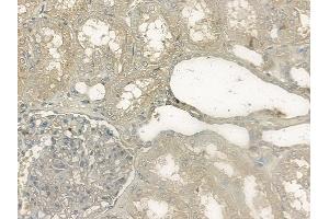 ABIN6256483 and ABIN6267150 at 1/100 staining human normal kidney tissue by IHC-P. (NCF4 抗体  (pThr154))