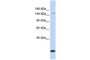 Western Blotting (WB) image for anti-ATP-Binding Cassette, Sub-Family C (CFTR/MRP), Member 3 (ABCC3) antibody (ABIN2458766) (ABCC3 抗体)