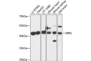 Western blot analysis of extracts of various cell lines, using MRI1 antibody  at 1:3000 dilution. (MRI1 抗体  (AA 1-369))