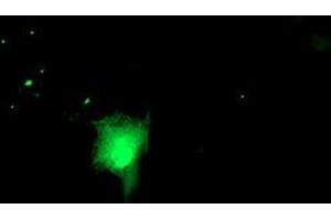 Immunofluorescence (IF) image for anti-RuvB-Like 2 (E. Coli) (RUVBL2) (AA 113-370) antibody (ABIN1490850) (RUVBL2 抗体  (AA 113-370))