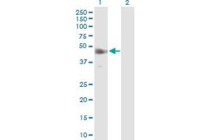 Western Blot analysis of IRF9 expression in transfected 293T cell line by IRF9 MaxPab polyclonal antibody. (IRF9 抗体  (AA 1-393))
