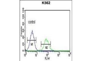 CHEK2 Antibody (N-term) (ABIN1881196 and ABIN2840120) flow cytometric analysis of K562 cells (right histogram) compared to a negative control cell (left histogram). (CHEK2 抗体  (N-Term))