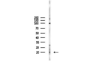 Western blot analysis of lysates from  cells(starvation,24h treatment), using PGE synthase Antibody at 1/1000 dilution.