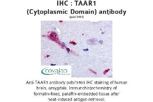 Image no. 1 for anti-Trace Amine Associated Receptor 1 (TAAR1) (3rd Cytoplasmic Domain) antibody (ABIN1739853) (TAAR1 抗体  (3rd Cytoplasmic Domain))