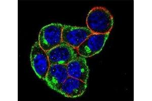 Confocal immunofluorescent analysis of Cyclin D antibody with HeLa cells followed by Alexa Fluor 488-conjugated goat anti-rabbit lgG (green).