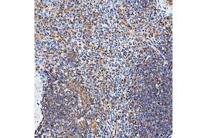 IHC analysis of SH2D4A using anti-SH2D4A antibody (ABIN7601695). (SH2D4A 抗体  (AA 42-454))