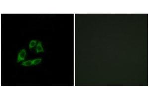 Immunofluorescence (IF) image for anti-ADP-Ribosylation Factor Interacting Protein 1 (ARFIP1) (C-Term) antibody (ABIN1850795) (ARFIP1 抗体  (C-Term))