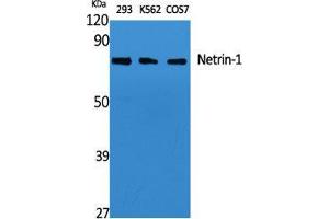 Western Blot (WB) analysis of specific cells using Netrin-1 Polyclonal Antibody. (Netrin 1 抗体  (C-Term))