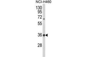 Western blot analysis of TAZ Antibody (N-term) in NCI-H460 cell line lysates (35ug/lane). (TAZ 抗体  (N-Term))