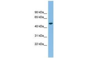 Image no. 1 for anti-Protein tyrosine Phosphatase, Receptor Type, R (PTPRR) (AA 107-156) antibody (ABIN6744799)