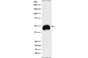 Western blot analysis of CD2 expression in Jurkat cell lysate.