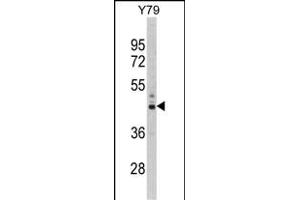 Western Blotting (WB) image for anti-Proteasome (Prosome, Macropain) 26S Subunit, Non-ATPase, 13 (PSMD13) (AA 269-298), (C-Term) antibody (ABIN389455)