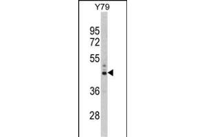 Western blot analysis of PSMD13 Antibody (C-term) (ABIN389455 and ABIN2839521) in Y79 cell line lysates (35 μg/lane). (PSMD13 抗体  (C-Term))