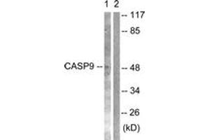 Western blot analysis of extracts from NIH-3T3 cells, treated with TNF-a 20ng/ml 30', using Caspase 9 (Ab-125) Antibody. (Caspase 9 抗体  (AA 91-140))