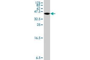 Western Blotting (WB) image for anti-Cytochrome P450, Family 2, Subfamily J, Polypeptide 2 (CYP2J2) (AA 408-498) antibody (ABIN560549)