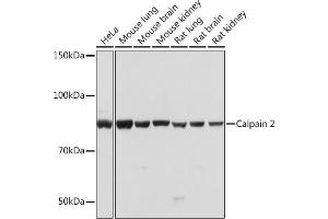 Western blot analysis of extracts of various cell lines, using Calpain 2 Rabbit mAb (ABIN1682430, ABIN3018487, ABIN3018488 and ABIN7101618) at 1:1000 dilution. (Calpain 2 抗体)
