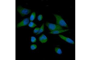 IF analysis of THEM4 using anti-THEM4 antibody (ABIN7599140). (THEM4 抗体  (AA 1-240))
