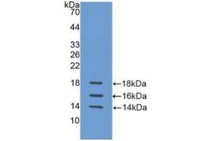 Western blot analysis of recombinant Human IL15. (IL-15 抗体  (AA 50-162))